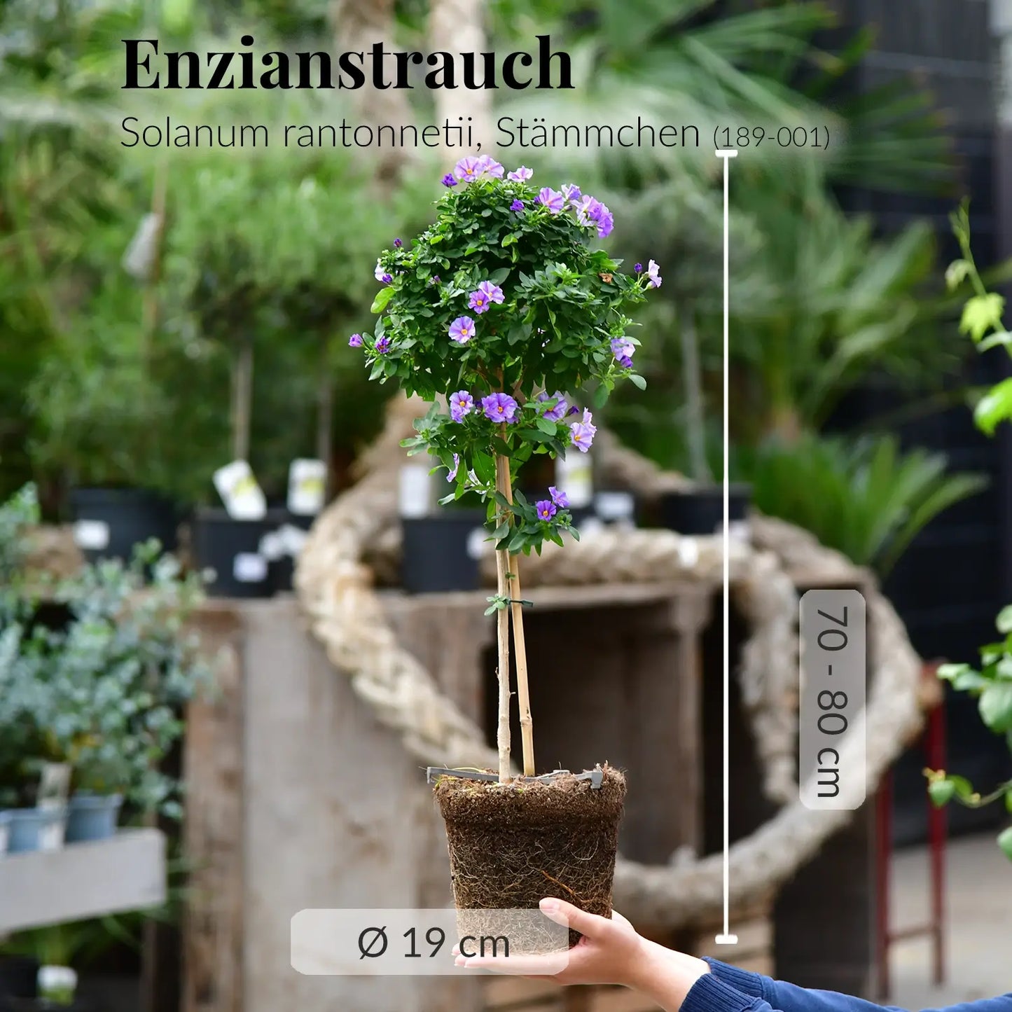 Frischer Enzian mit Wurzeln direkt beim Gärtner