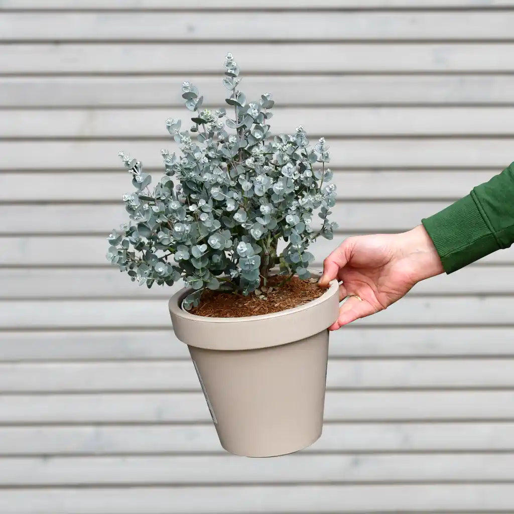 Eukalyptus Busch – Green Me Up