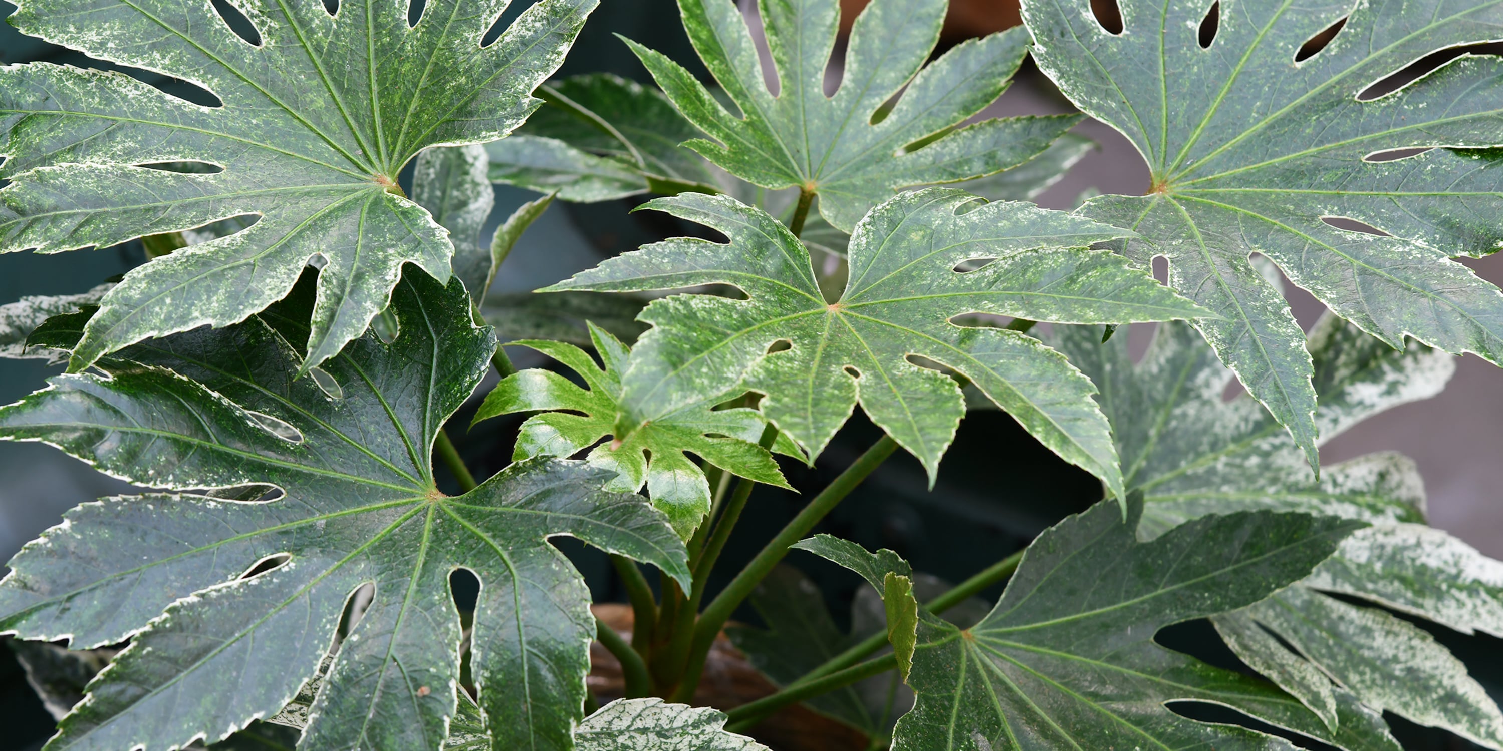 Pflanze-Fatsia-Strahlenaralie