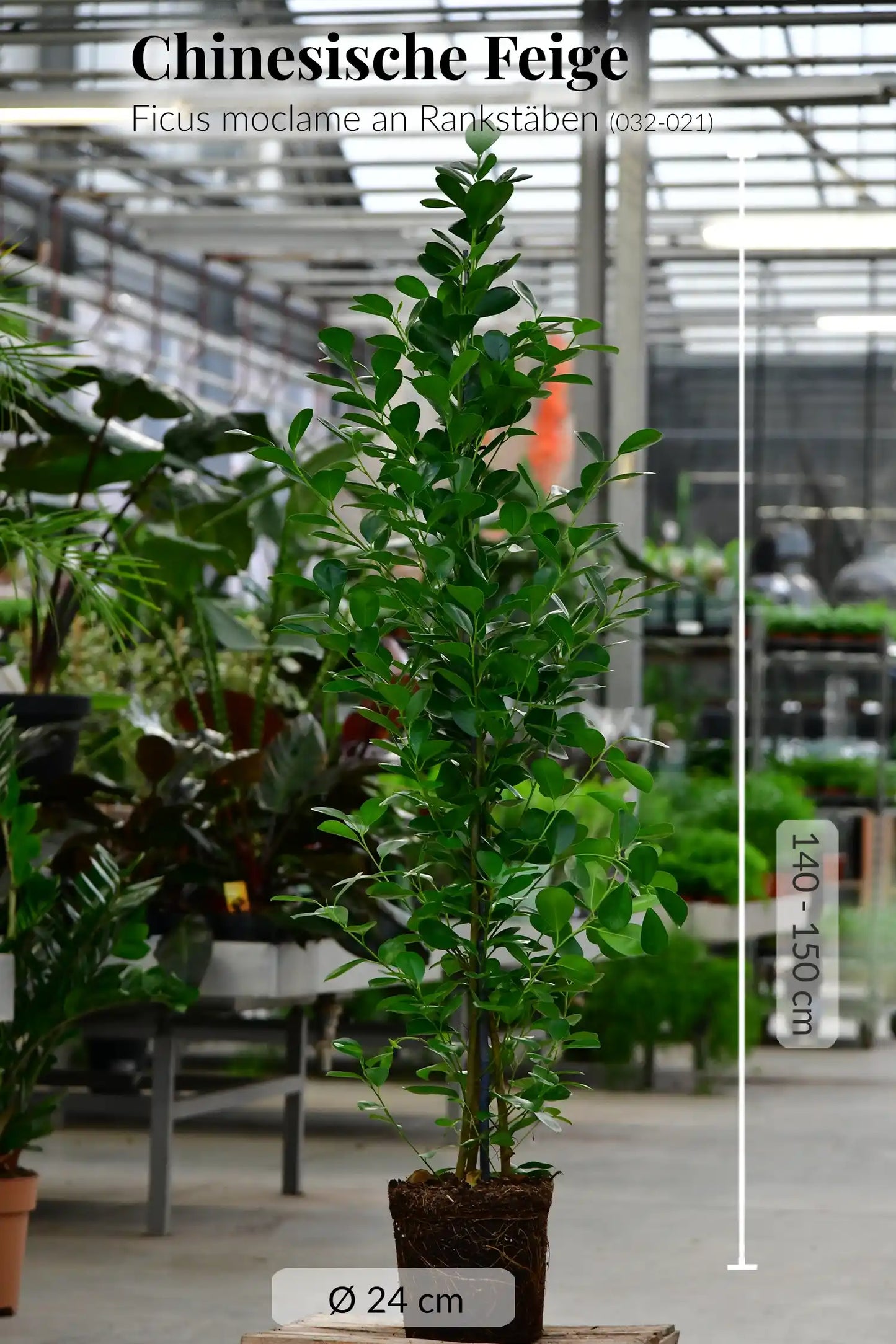 XXL Chinesische Feige Ficus Moclame, 140-150cm