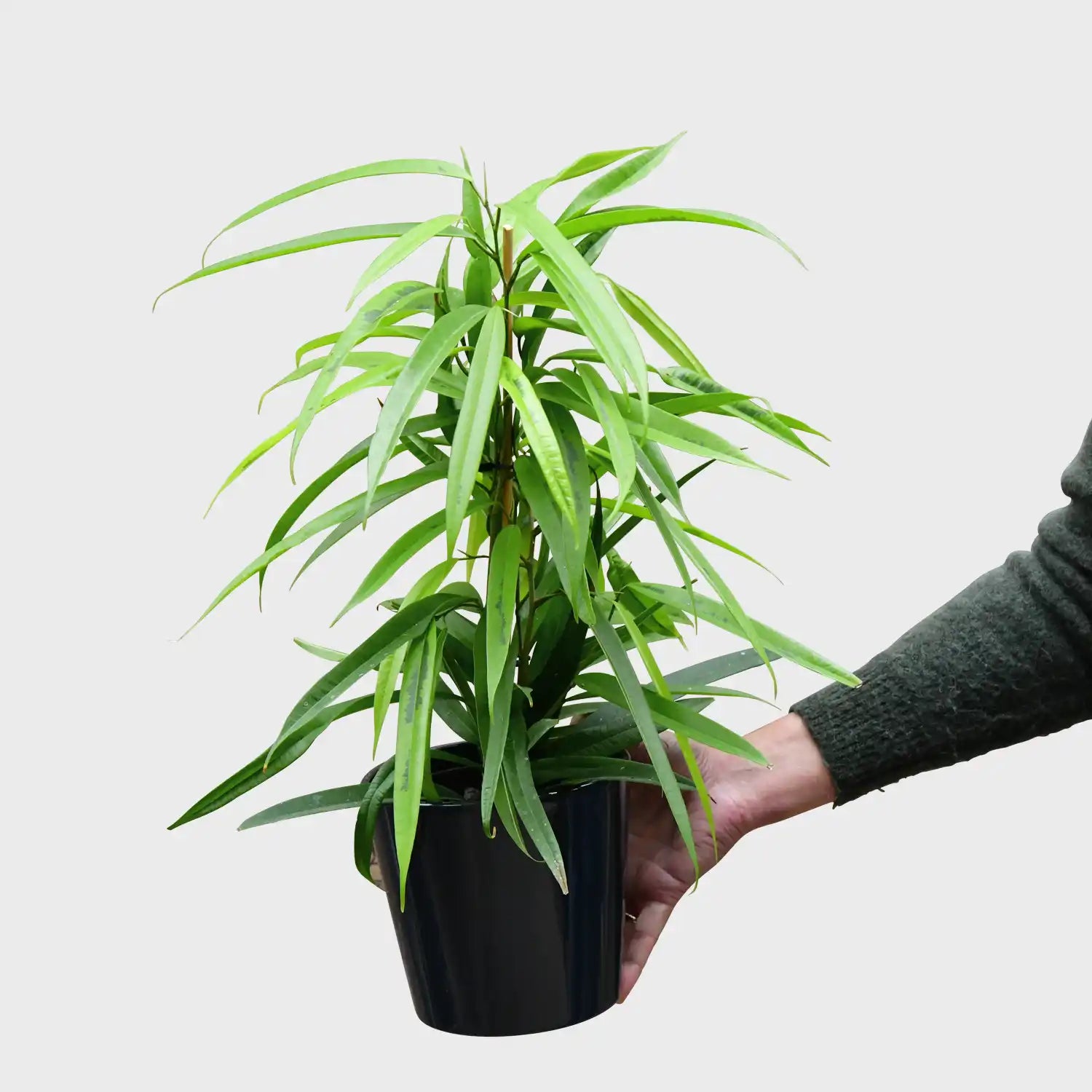 hydro pflanztöpfe Hydro Ficus Amstel King Gold – Green Me Up