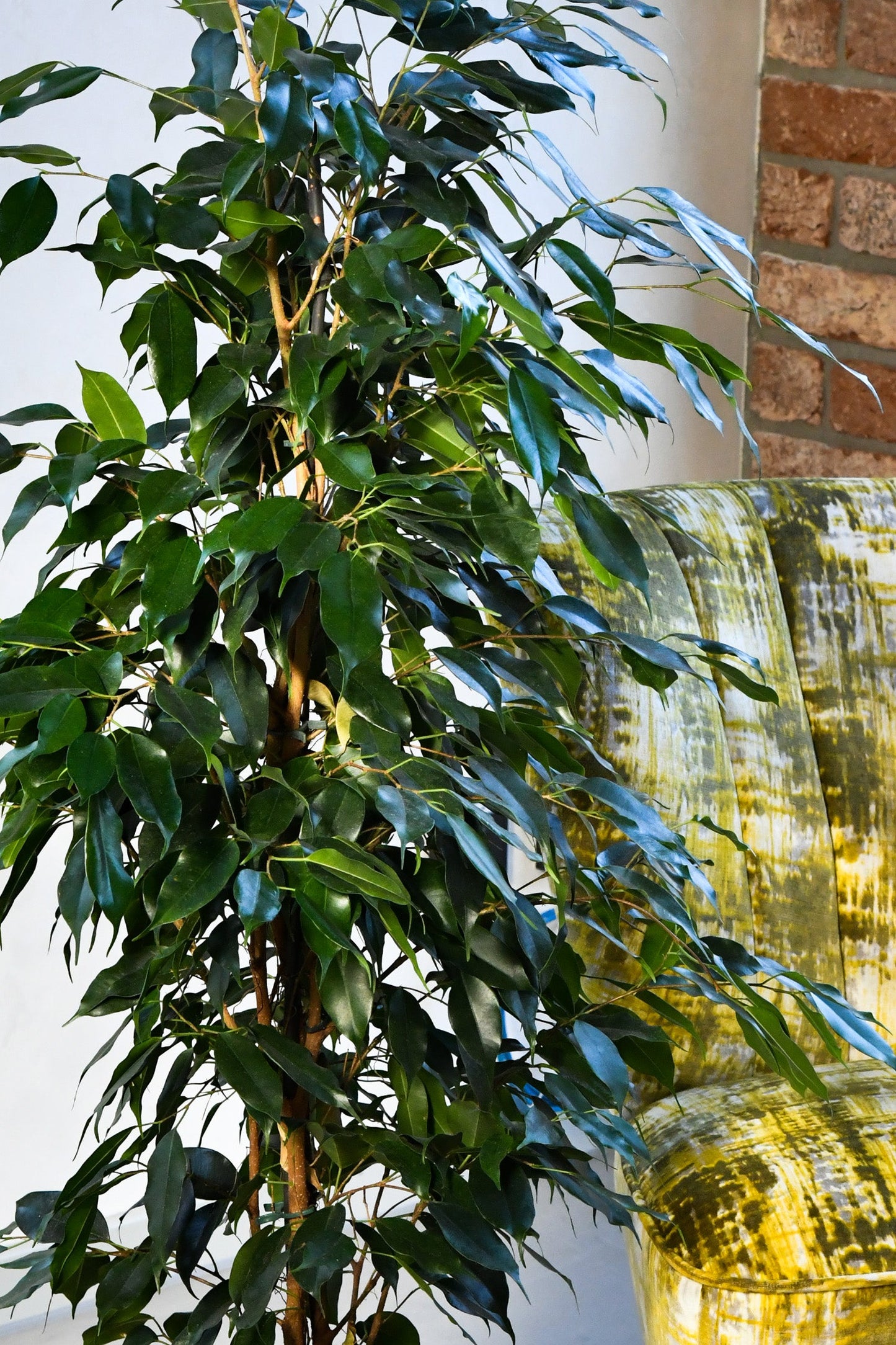 HYDRO SET XL BÜROPFLANZE Ficus Benjamina mit Vase in Betonoptik, 160-170cm
