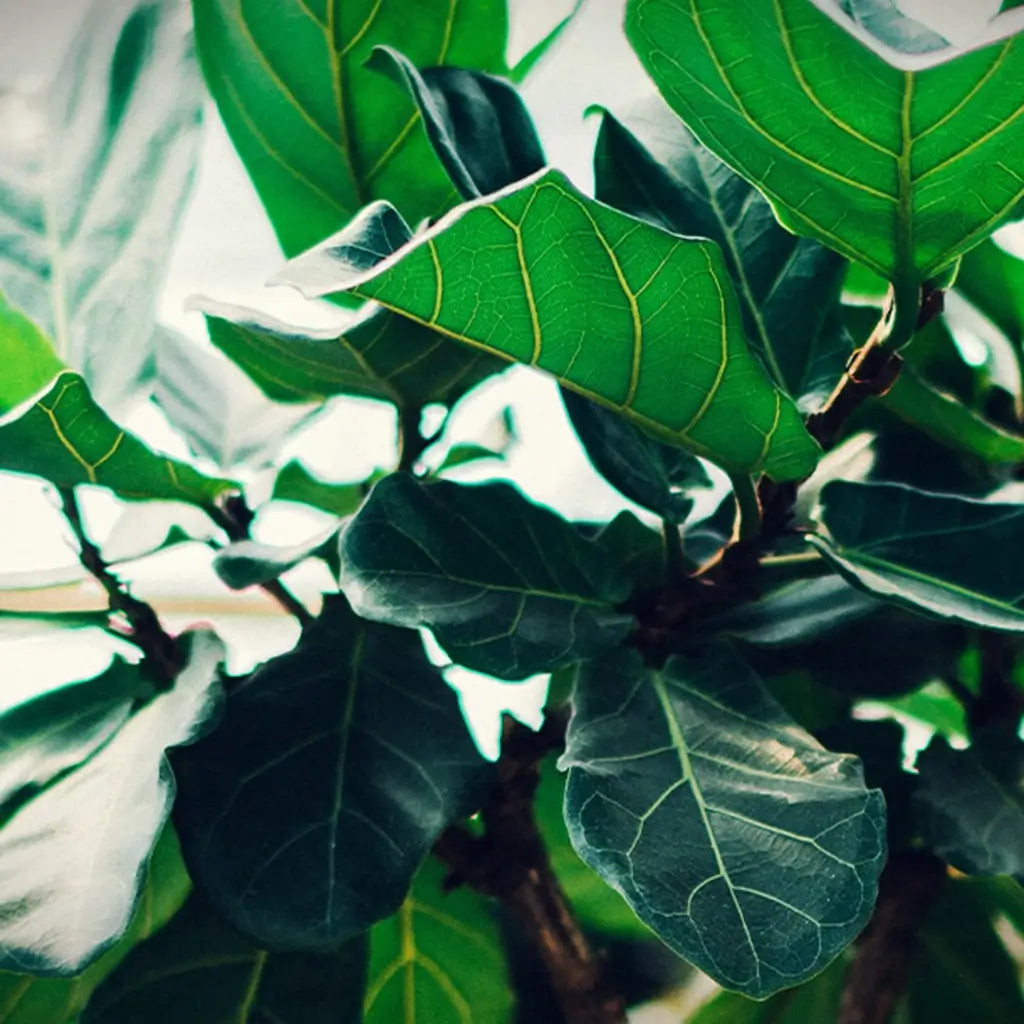 6er Set XXL Büropflanzen Ficus