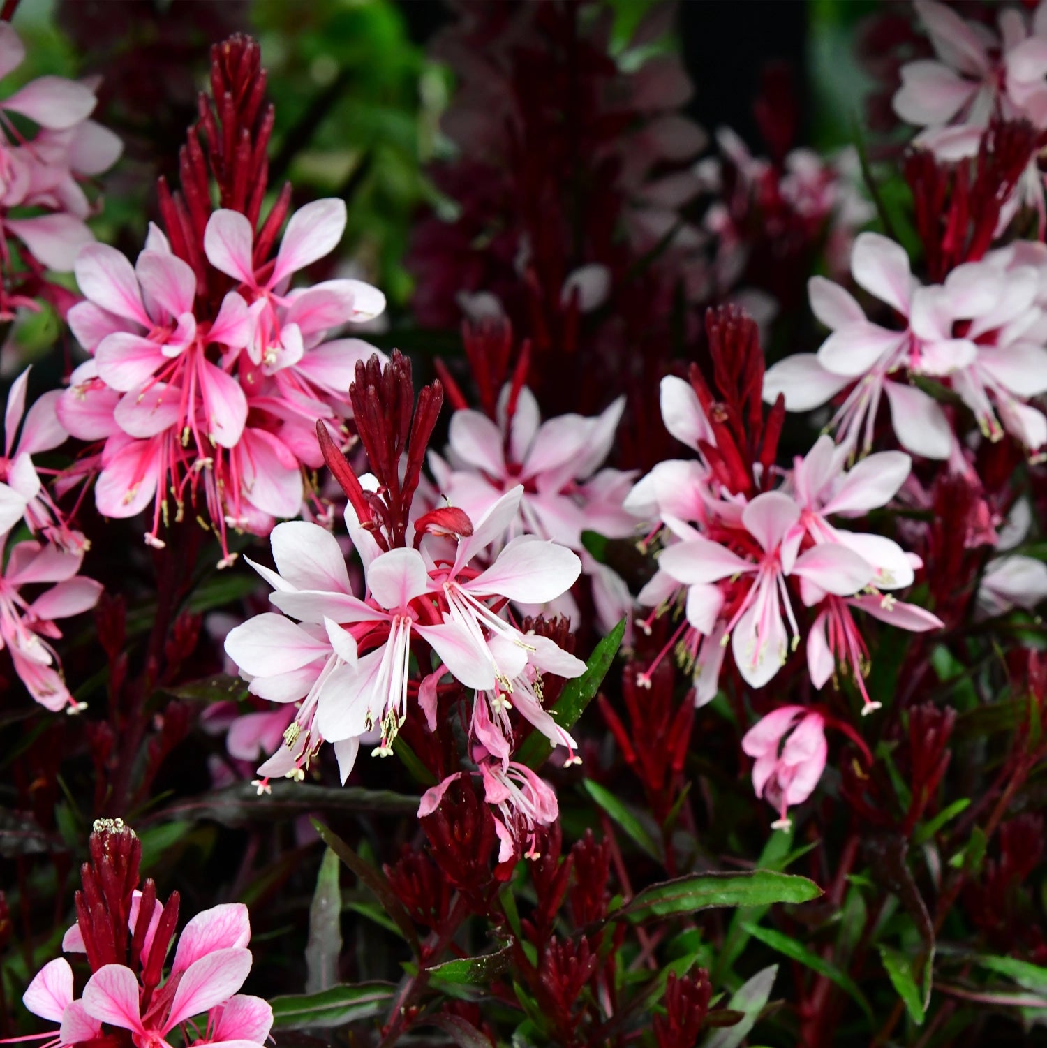 Sommerstaude Prachtkerze Gaura