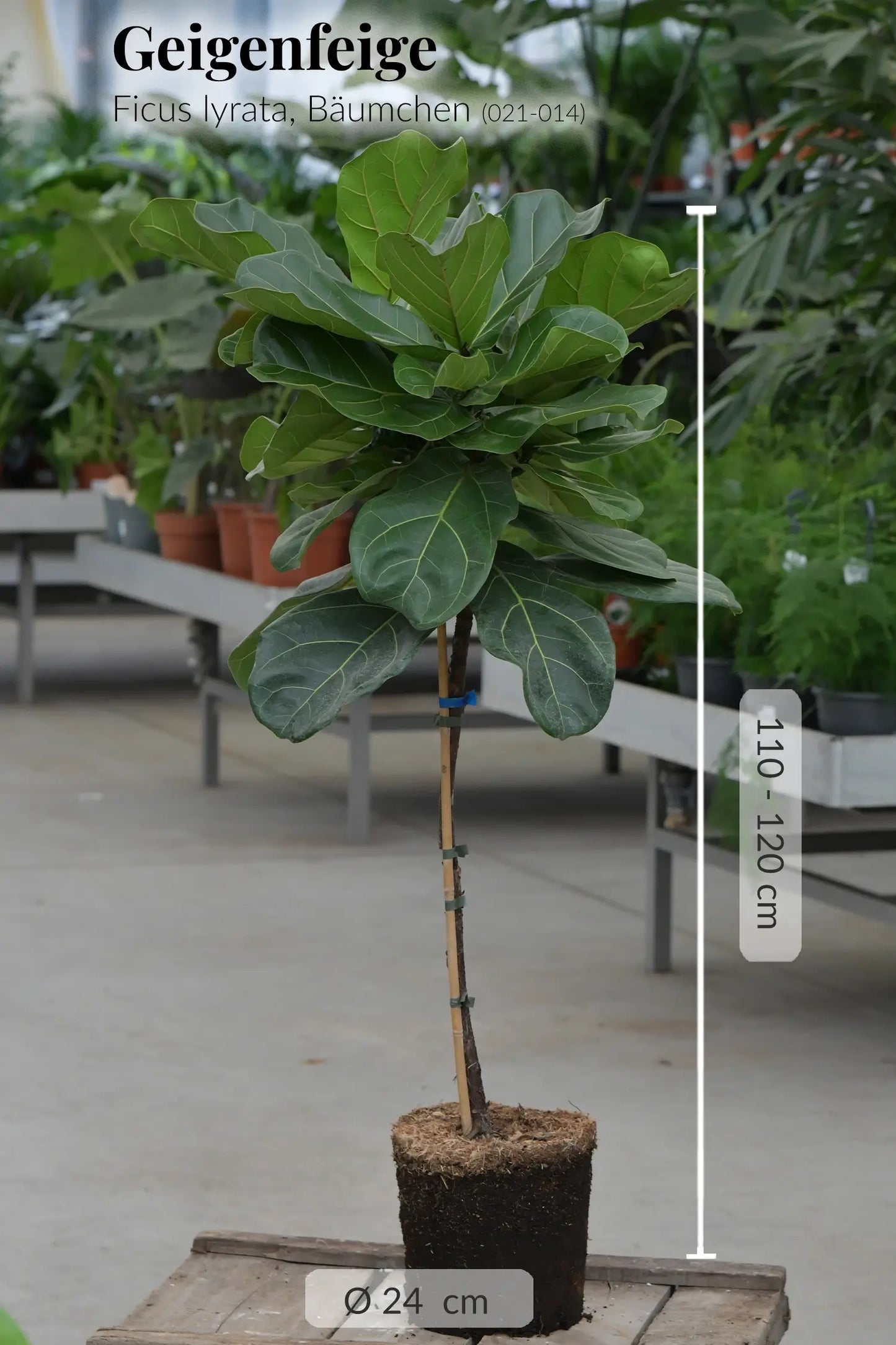 Großes Geigenfeigen Bäumchen, 110-120cm