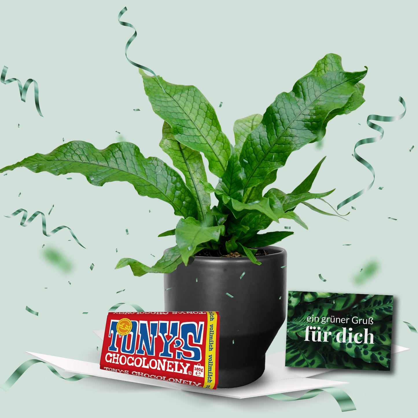 Geschenkset Krokodilfarn