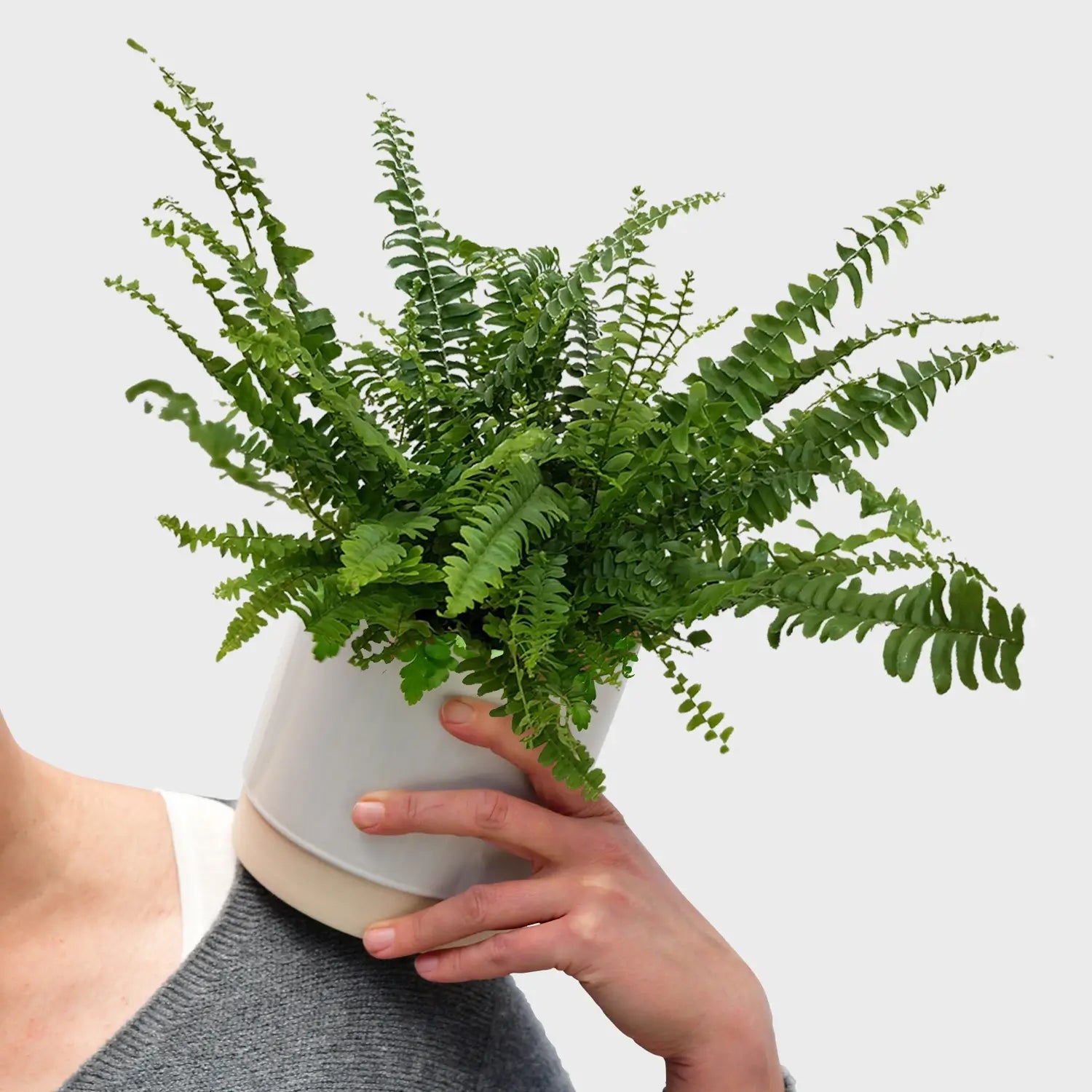 Green Lady Farn