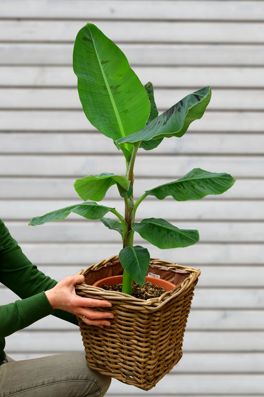 Große Bananenpflanze