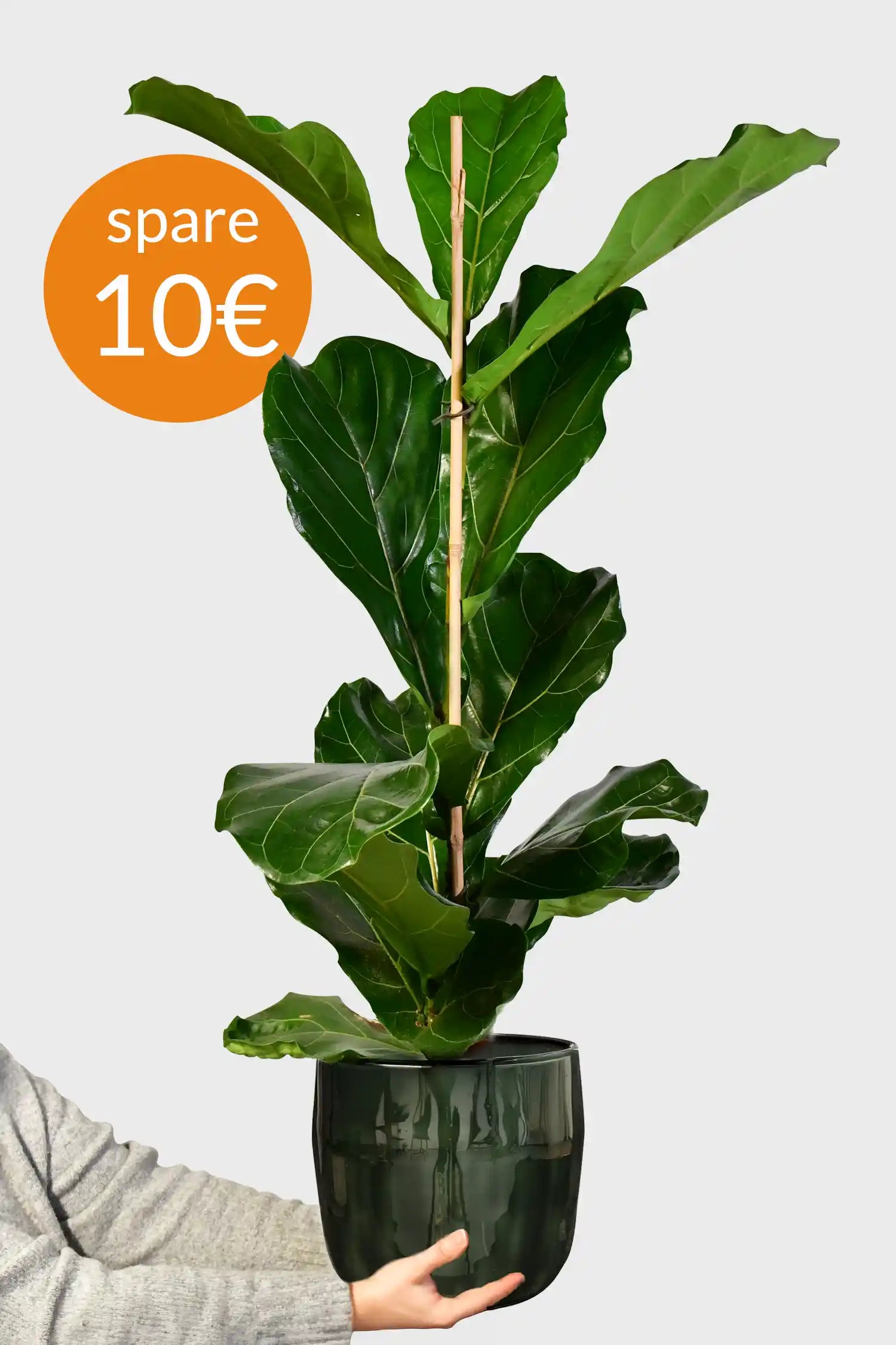 Große Geigenfeige kaufen – Green Me Up