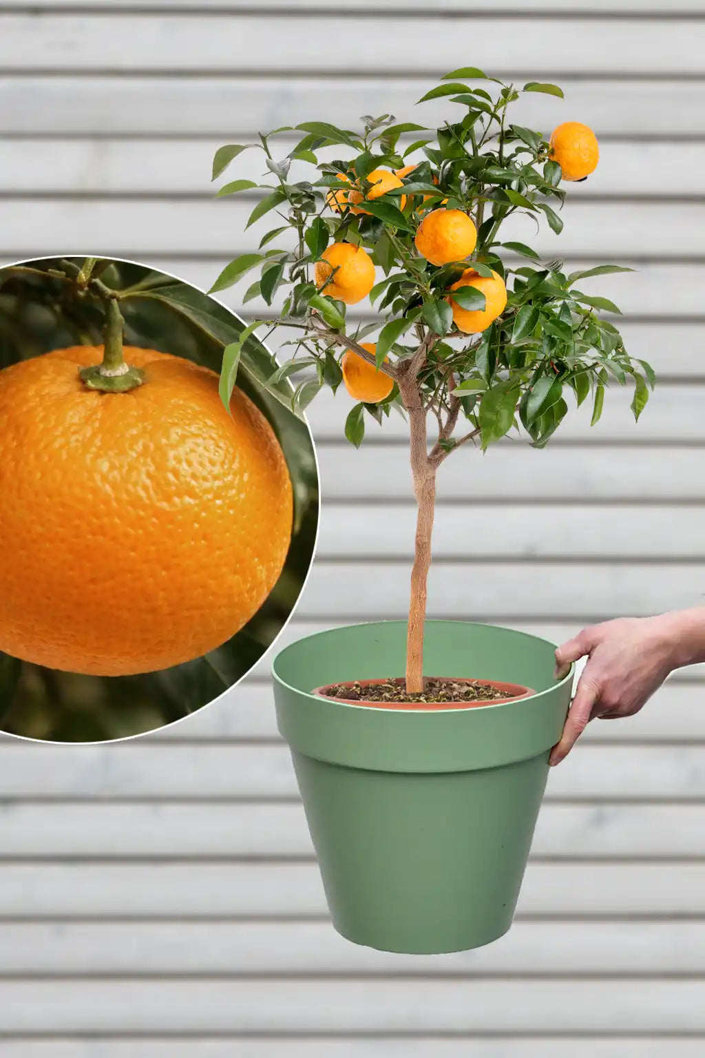 gekeimte brokkolisamen wie essen Brokkolisamen gekeimt, bio, roh 200g – TAIGA Naturkost main image 1