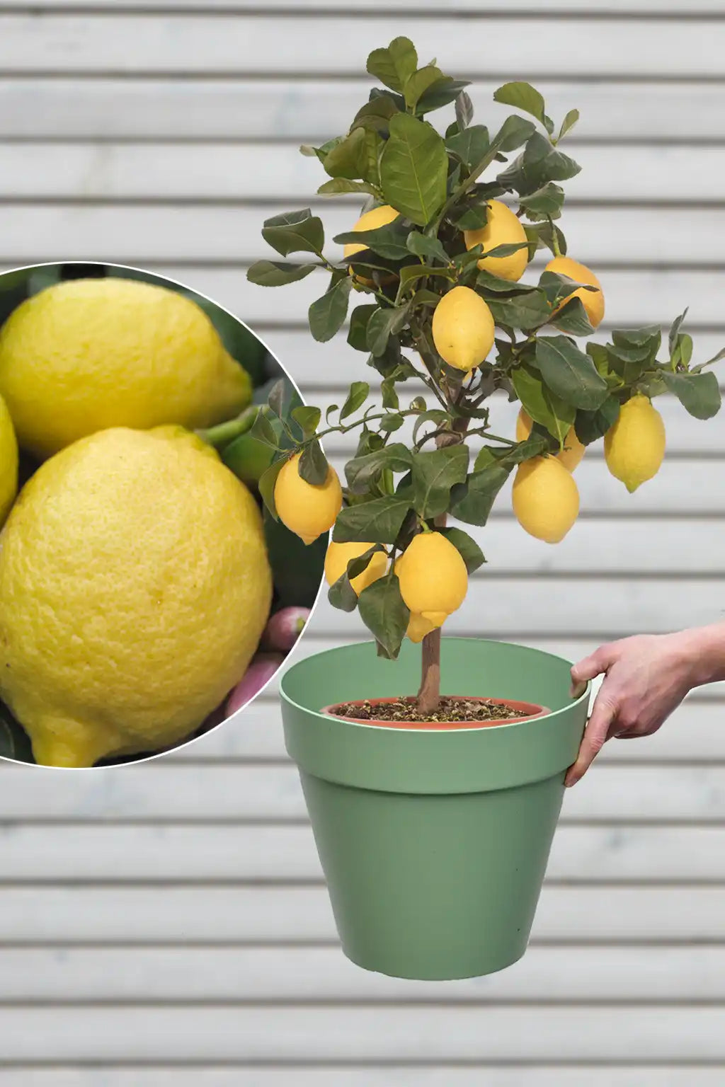pflanztopf zitronenbaum Großen Zitronenbaum kaufen – Green Me Up