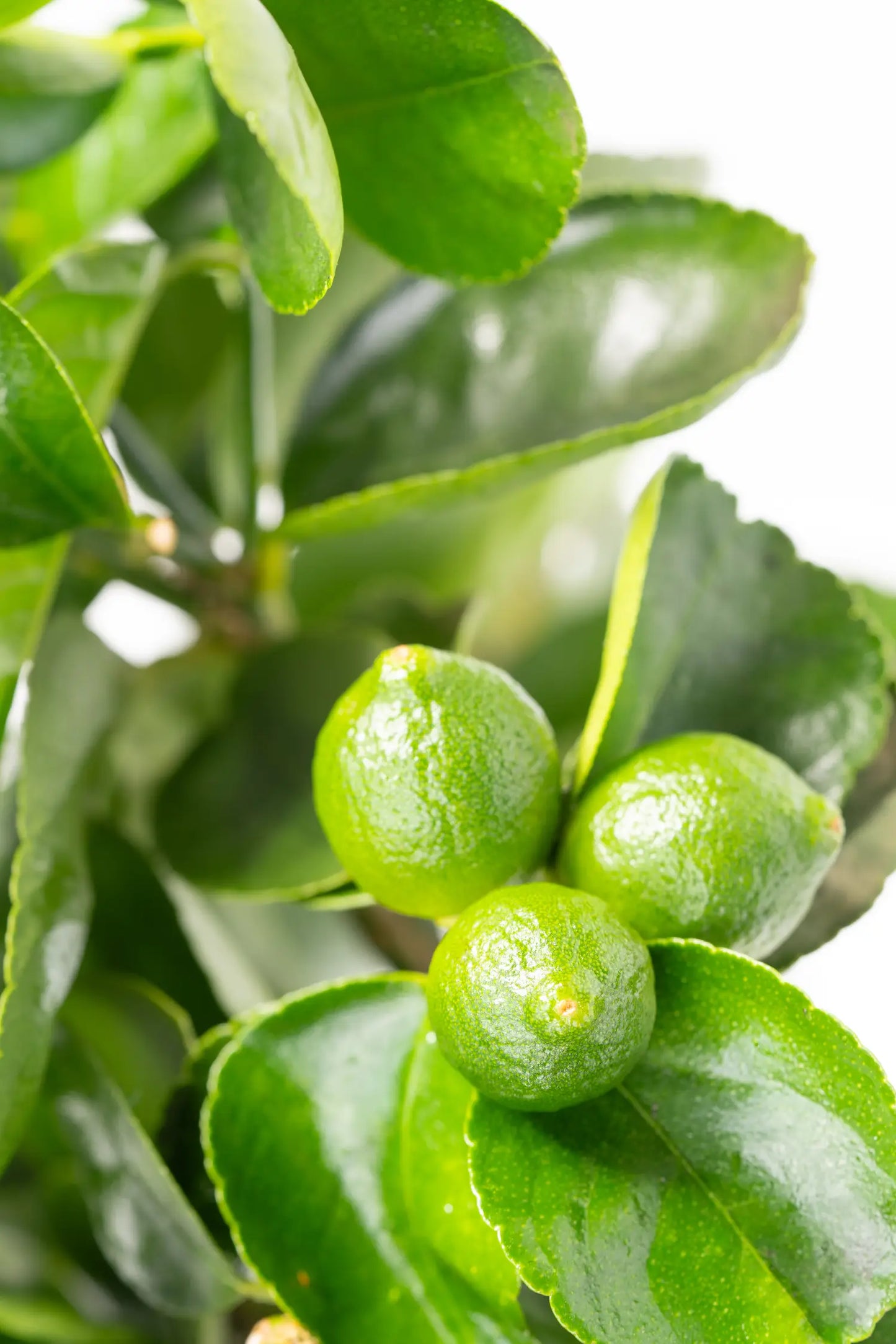 Nahaufnahme einer Caipi Limette vom Limettenbaum