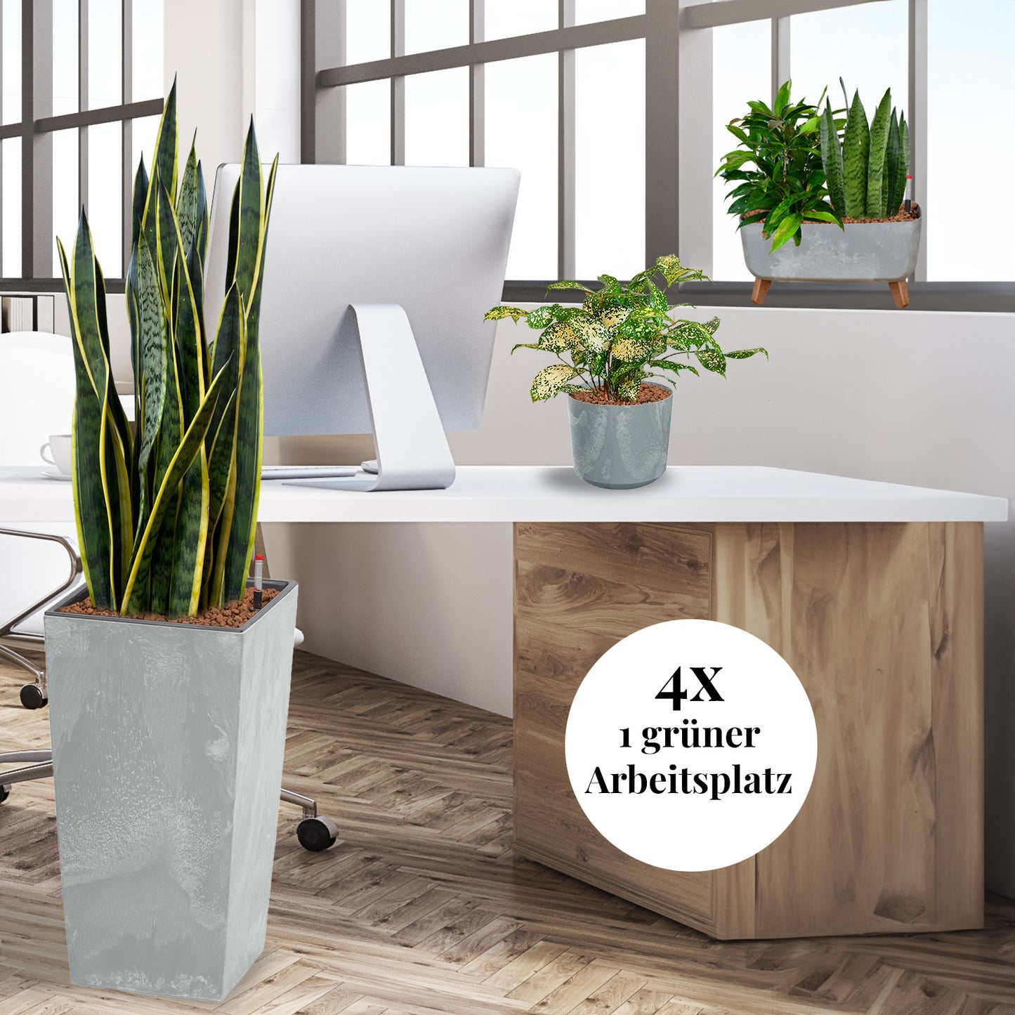 PALETTENSET Minimalistisch & Pflegeleicht in Betonoptik - Hydrokultur Büropflanzen