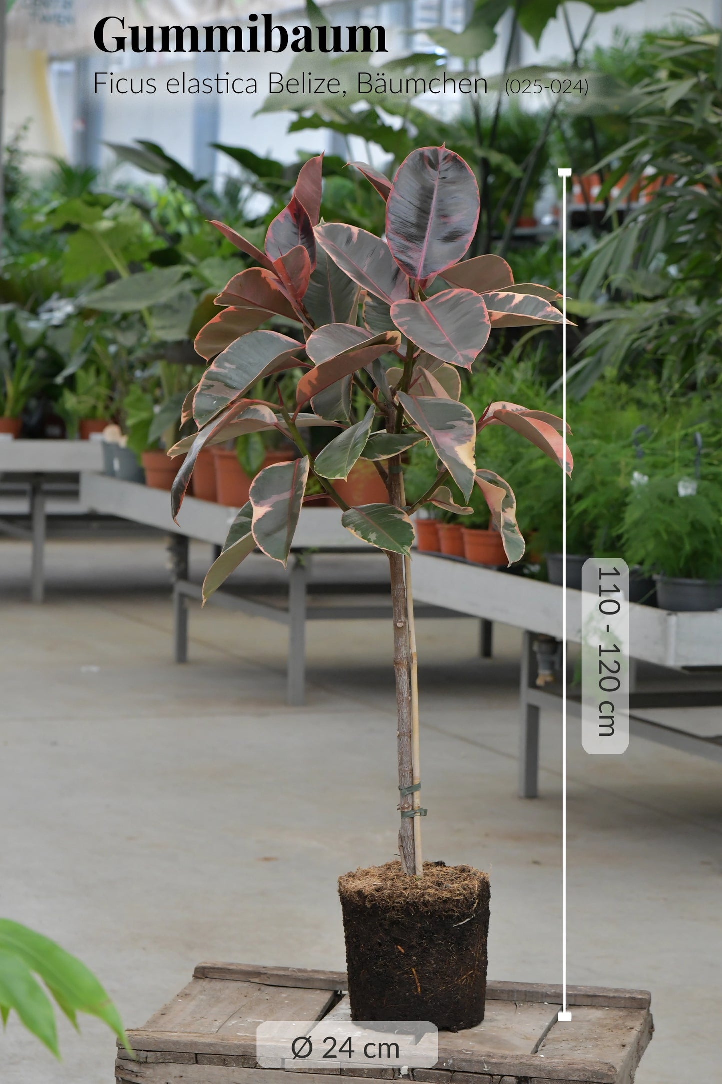 Gummibaum Ficus elastica Belize, Bäumchen (025-024)