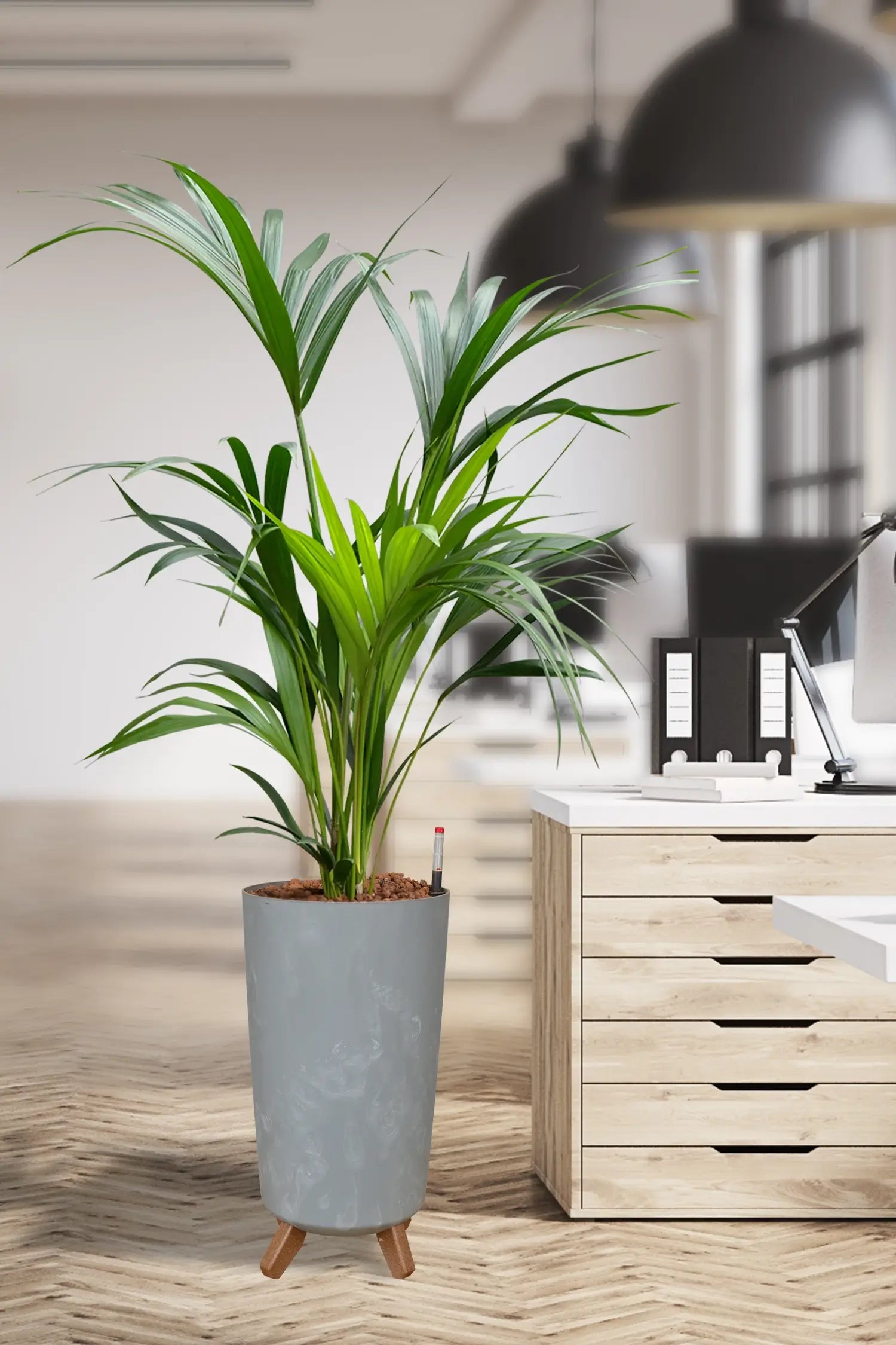 XL BÜROPFLANZE Palme mit Vase – Green Me Up