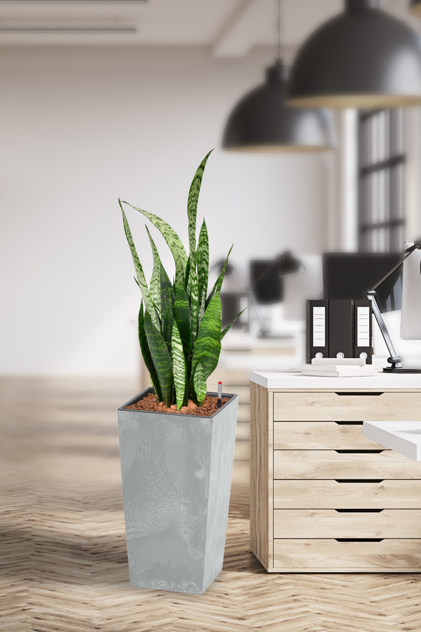 HYDRO SET XL BÜROPFLANZE Bogenhanf mit Vase in Betonoptik, 120-130cm