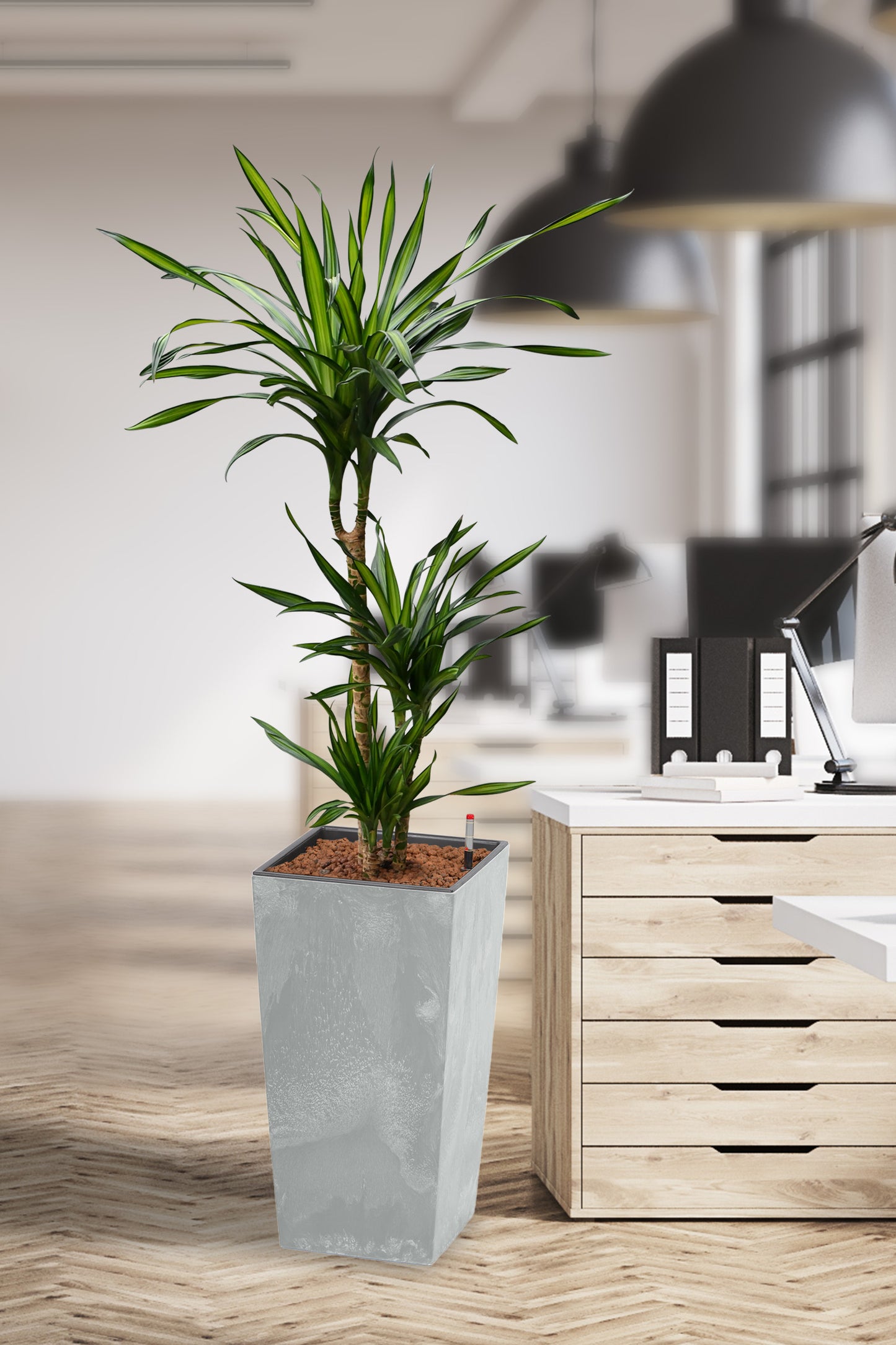 HYDRO SET XL BÜROPFLANZE Dracaena Rikki mit Vase in Betonoptik, 160-170cm