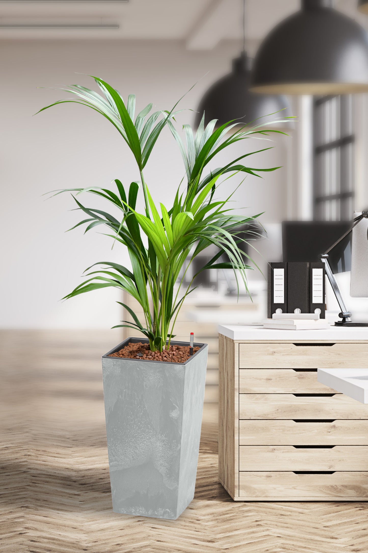 HYDRO SET XL BÜROPFLANZE Kentia Palme mit Vase in Betonoptik, 160-170cm