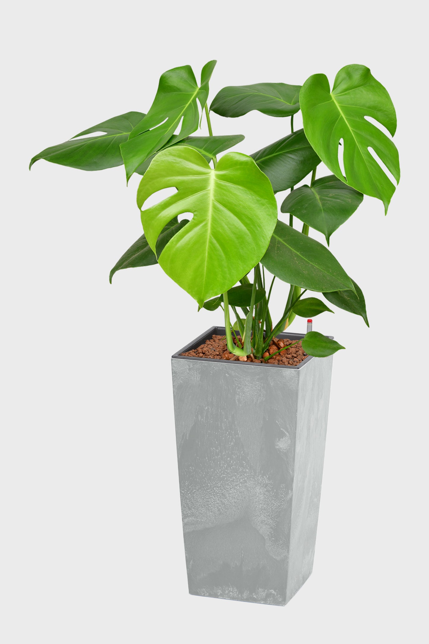 HYDRO SET XL BÜROPFLANZE Monstera mit Vase in Betonoptik, 130-140cm