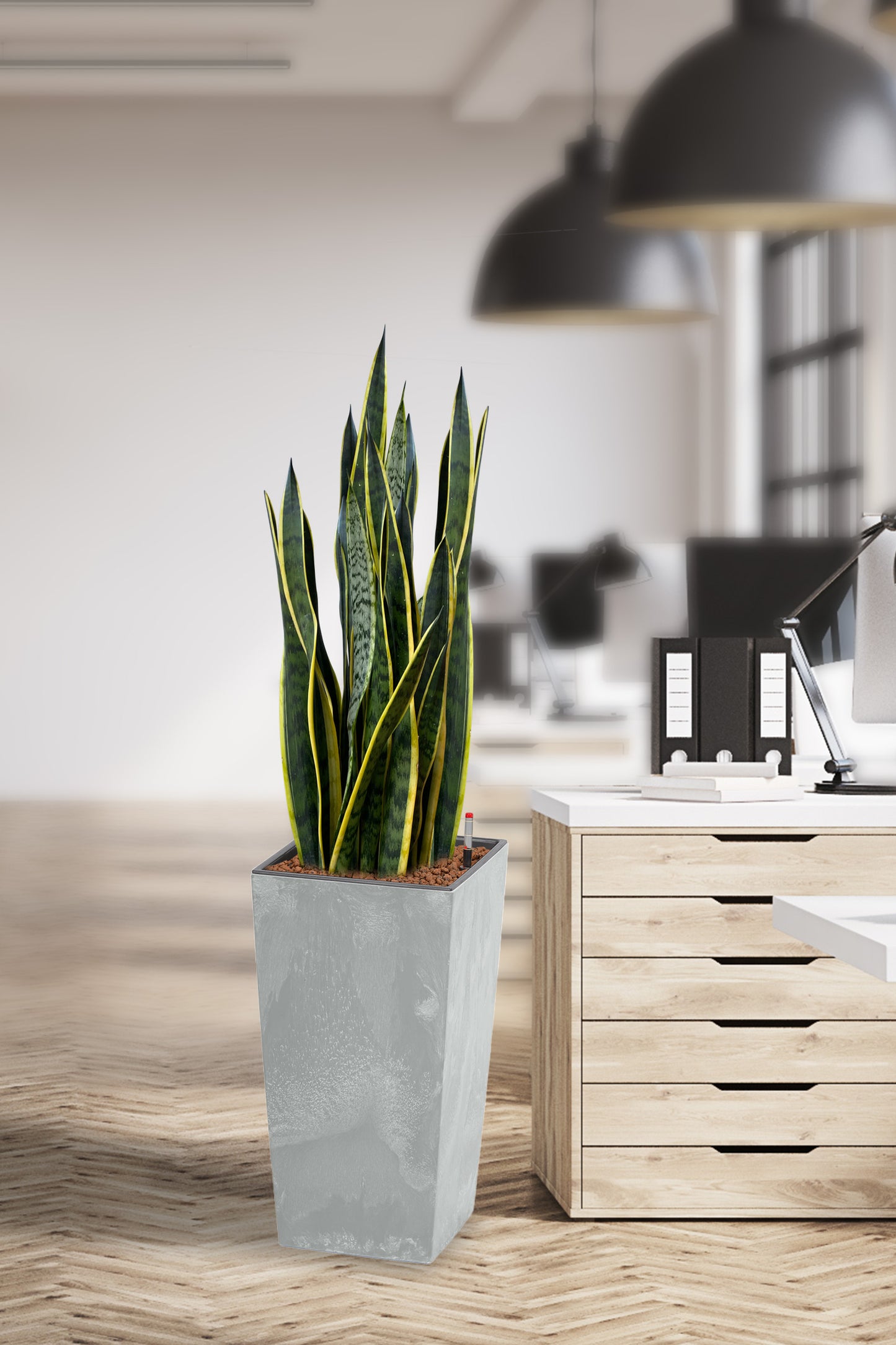 HYDRO SET XL BÜROPFLANZE Sansevieria mit Vase in Betonoptik, 120-130cm