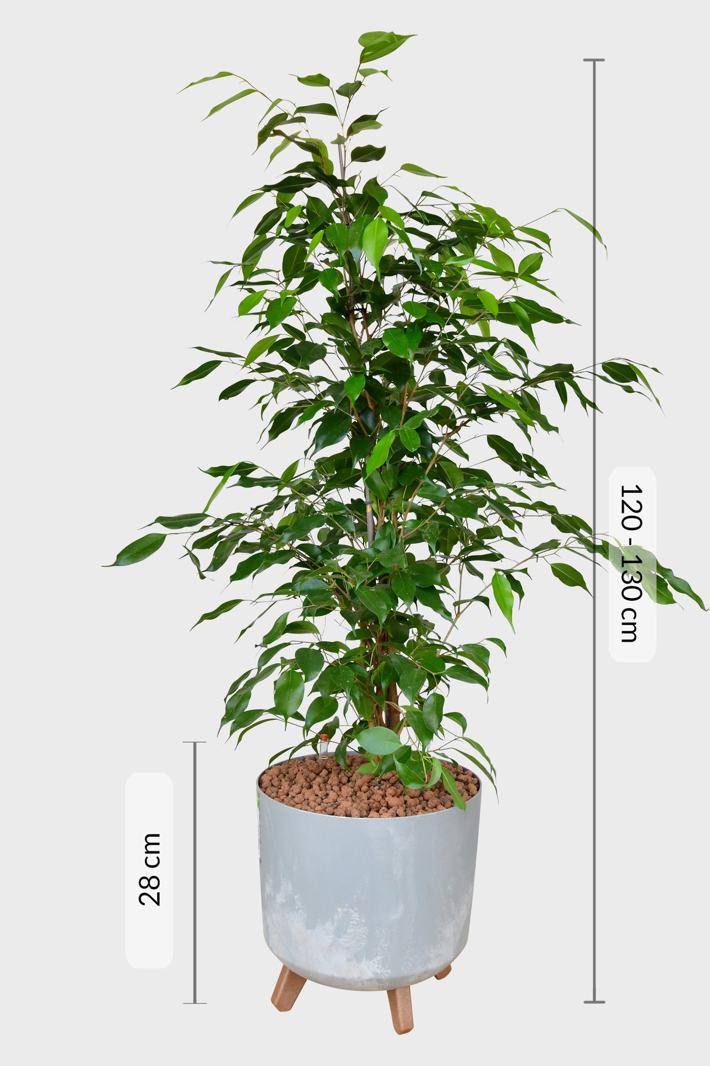 HYDRO SET XL BÜROPFLANZE Ficus Benjamina mit Pflanzgefäß in Betonoptik, 120-130cm