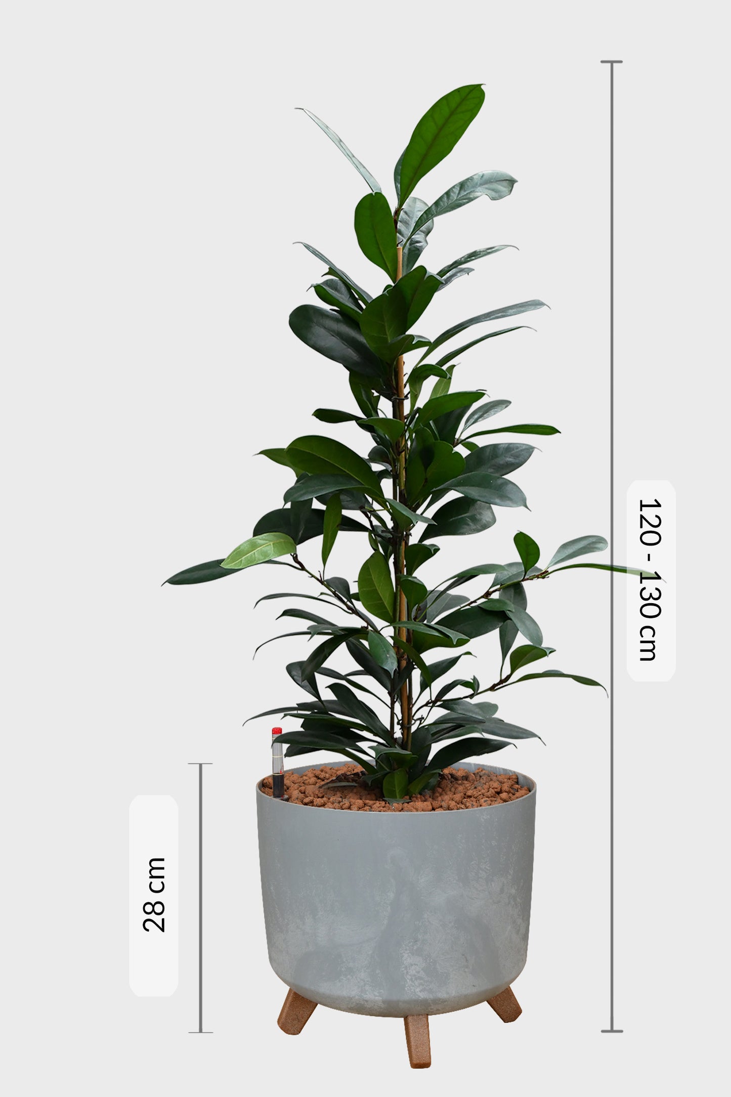 HYDRO SET XL BÜROPFLANZE Afrikanischer Feigenbaum mit Pflanzgefäß in Betonoptik, 120-130cm