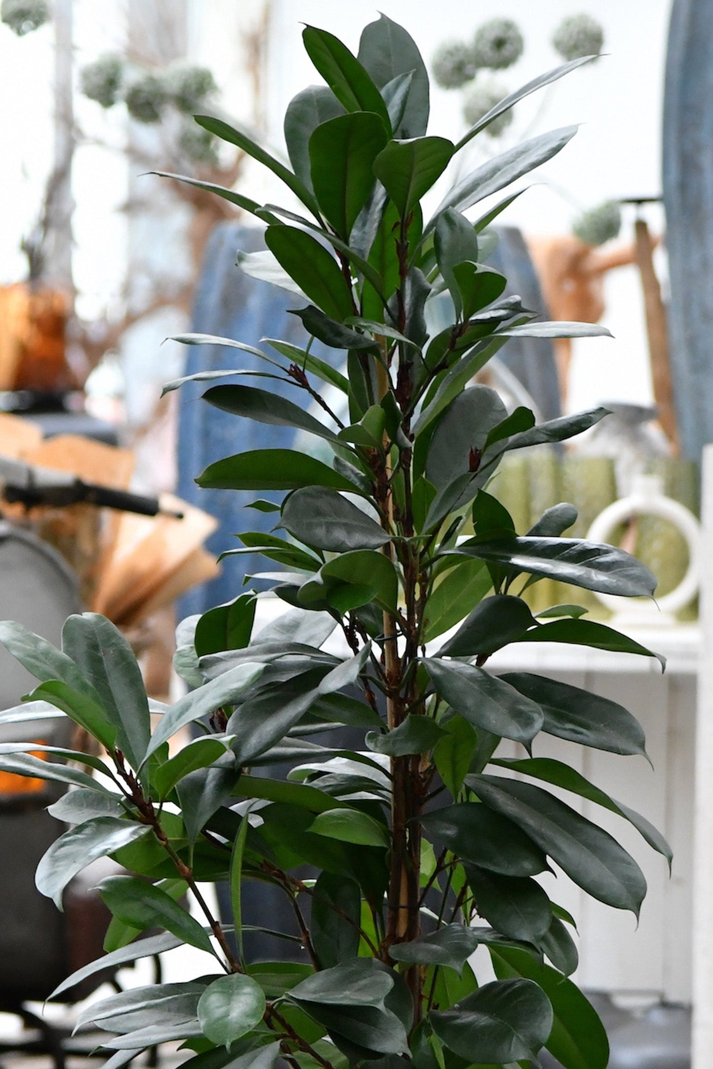 HYDRO SET XL BÜROPFLANZE Afrikanischer Feigenbaum mit Vase in Betonoptik, 160-170cm