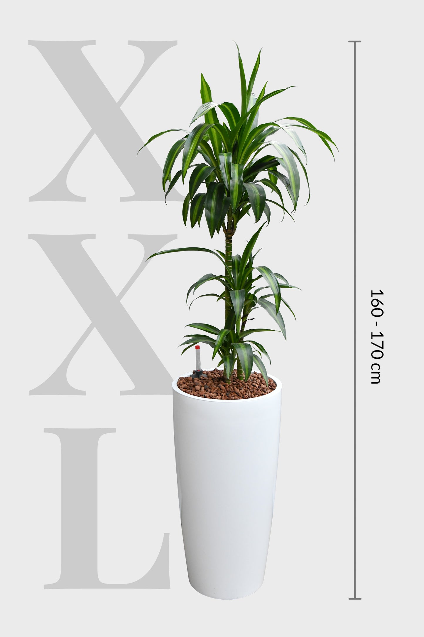 HYDRO SET XL Büropflanze Dracaena Rikki mit klassischer Vase
