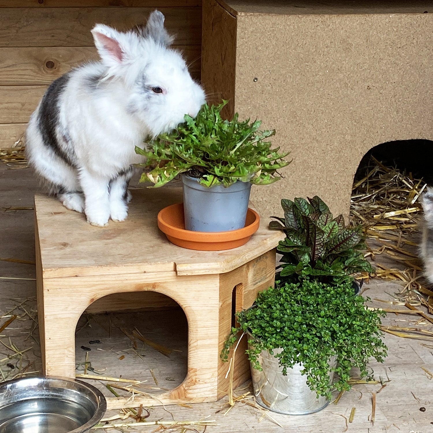 Hase Kaninchen knabbert an Löwenzahn in KÄfig