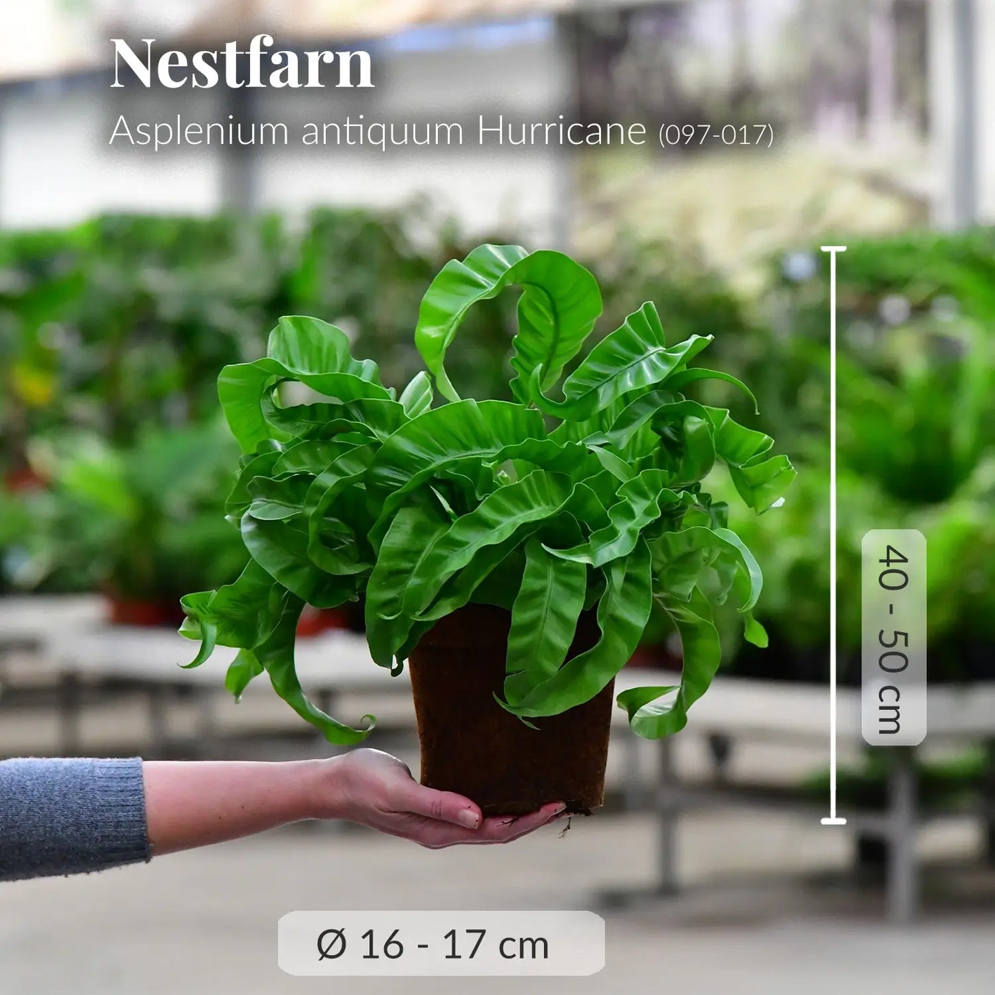 Hurricane Nestfarn frisch beim Gärtner mit gesunden Wurzeln