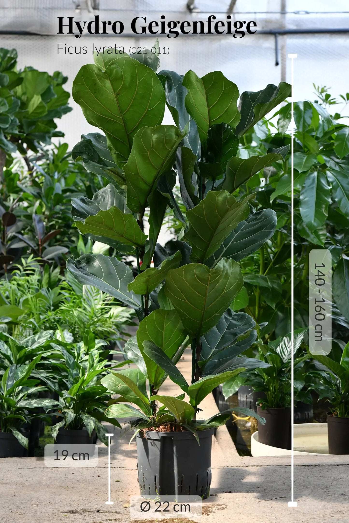 Große Geigenfeige in Hydrokultur frisch beim Gärtner