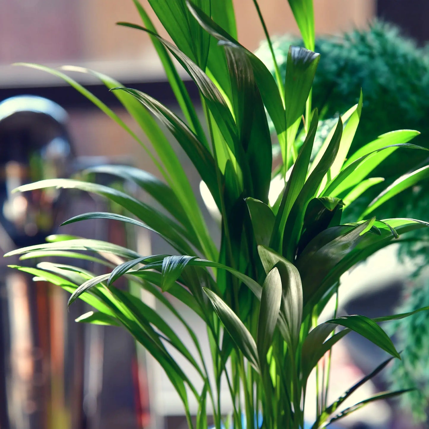 GREEN WEEK 4er Box tierfreundliche Pflanzen