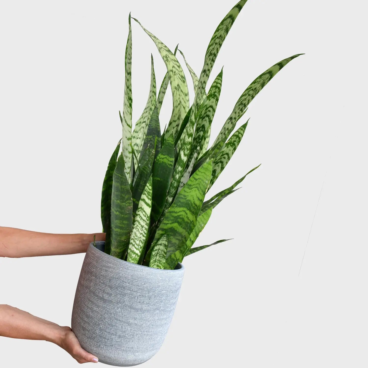 Hydro Kingsize Sansevieria Zeylanica, 70-80cm – Green Me Up