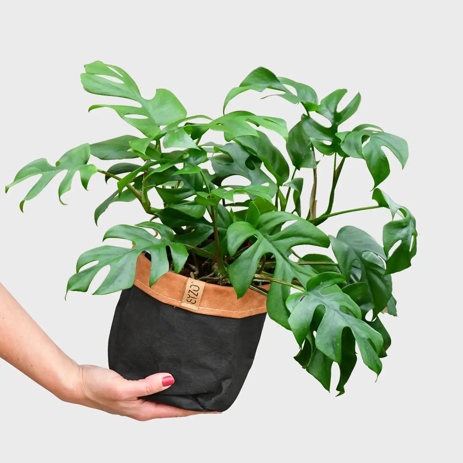 Hydro Monstera Minima – Green Me Up