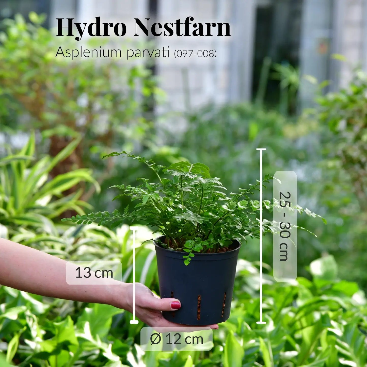 Hydro 3er Pflanzen Set Bergpalme & Co
