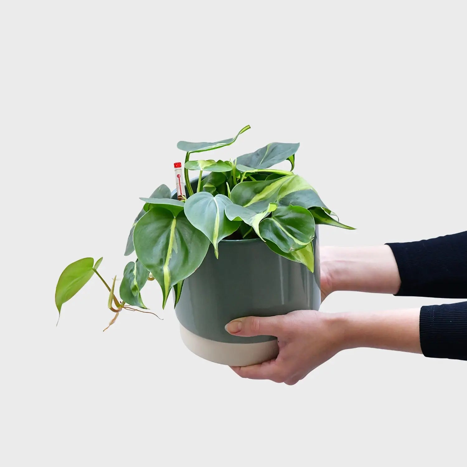 philodendron hydro Hydro Philo Brasil – Green Me Up