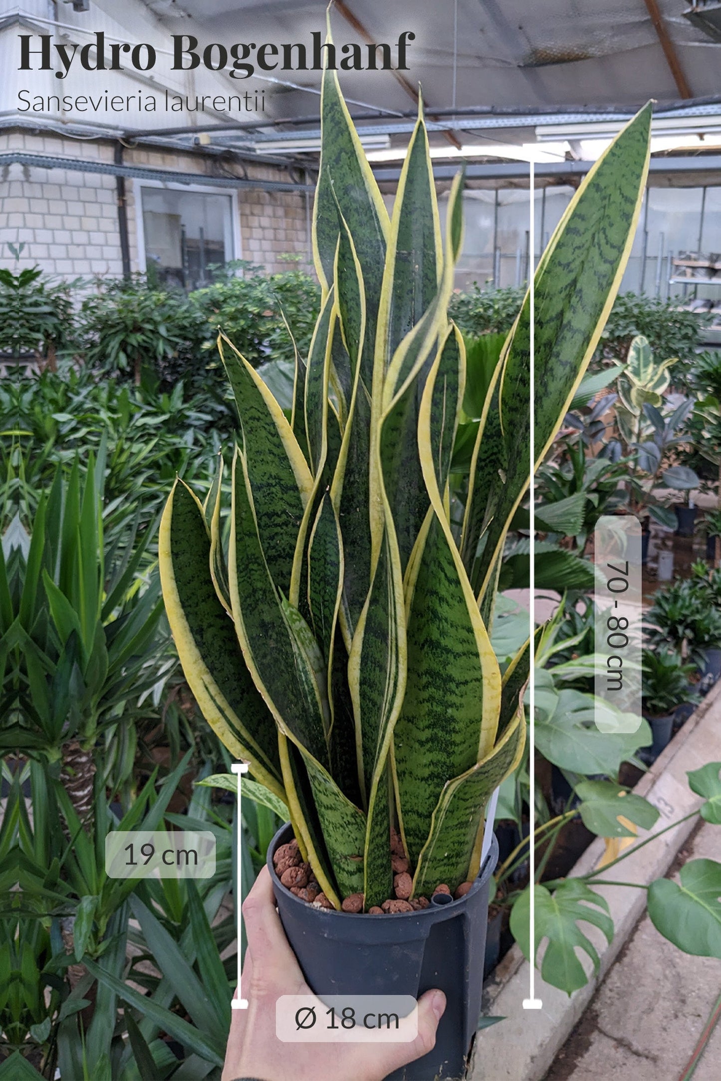 HYDRO SET XL BÜROPFLANZE Sansevieria mit Vase in Betonoptik, 120-130cm