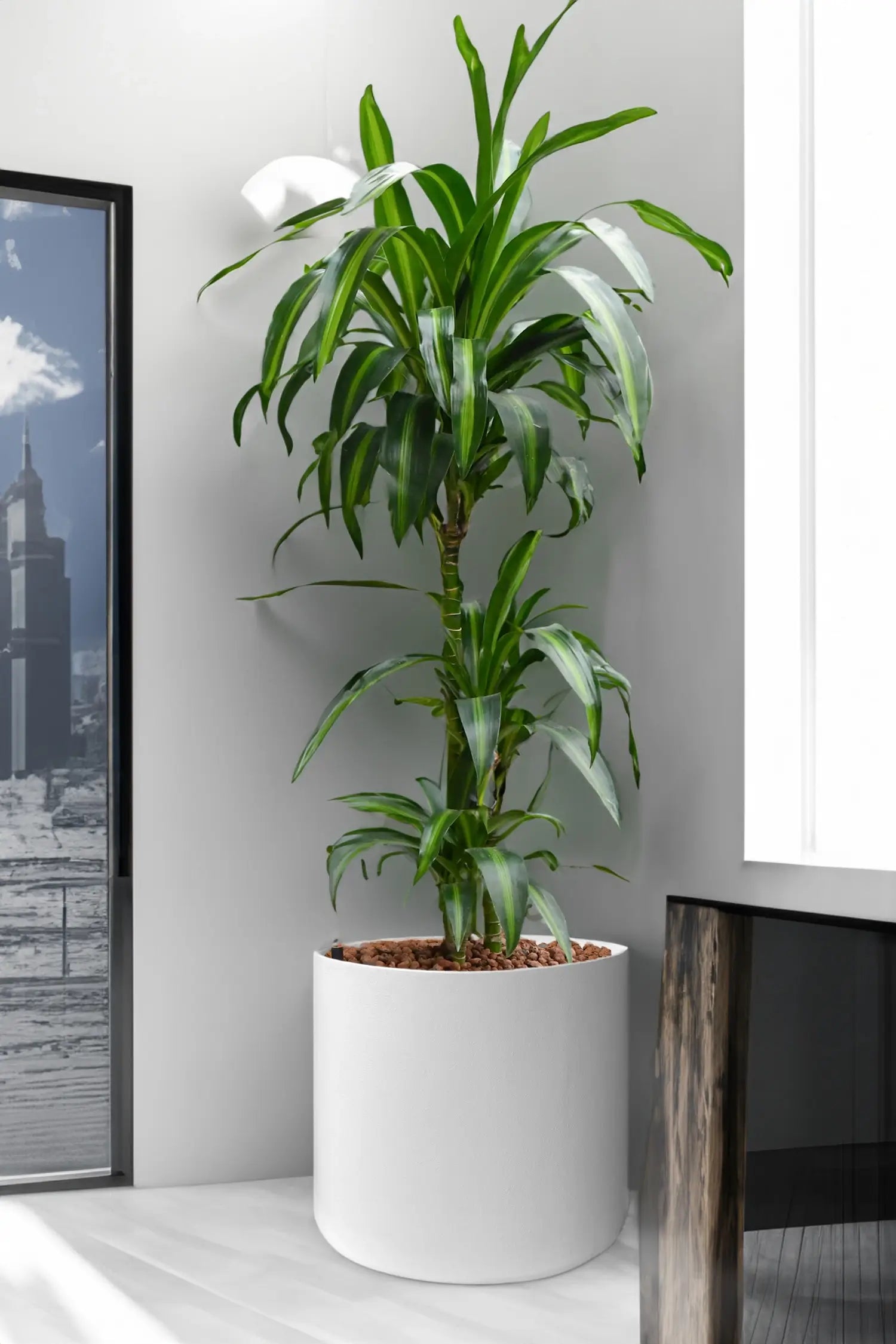 Hydro XXL Dracaena Hawaiian Sunshine, 140-160cm – Green Me Up