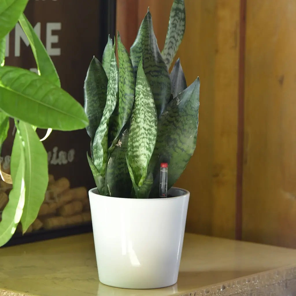 2er Übertopfset 2M Weiß