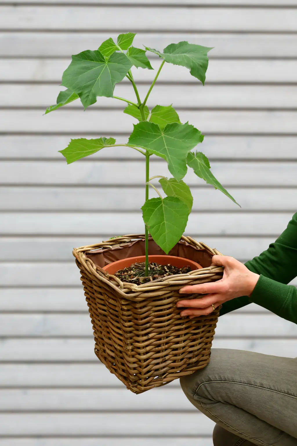 Kiribaum für den Balkon kaufen – Green Me Up