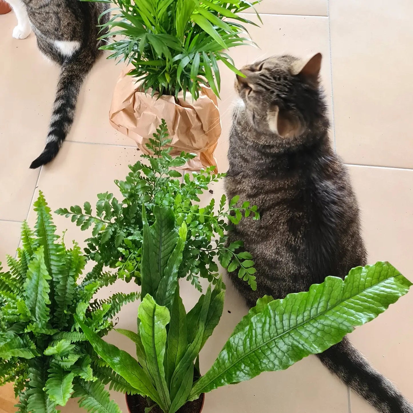 Katze mit tierfreundlichem Pflanzenset