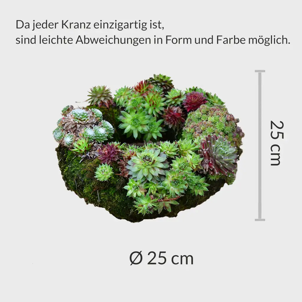 Lebender Dekokranz Weihnachten Rot Ø 25cm