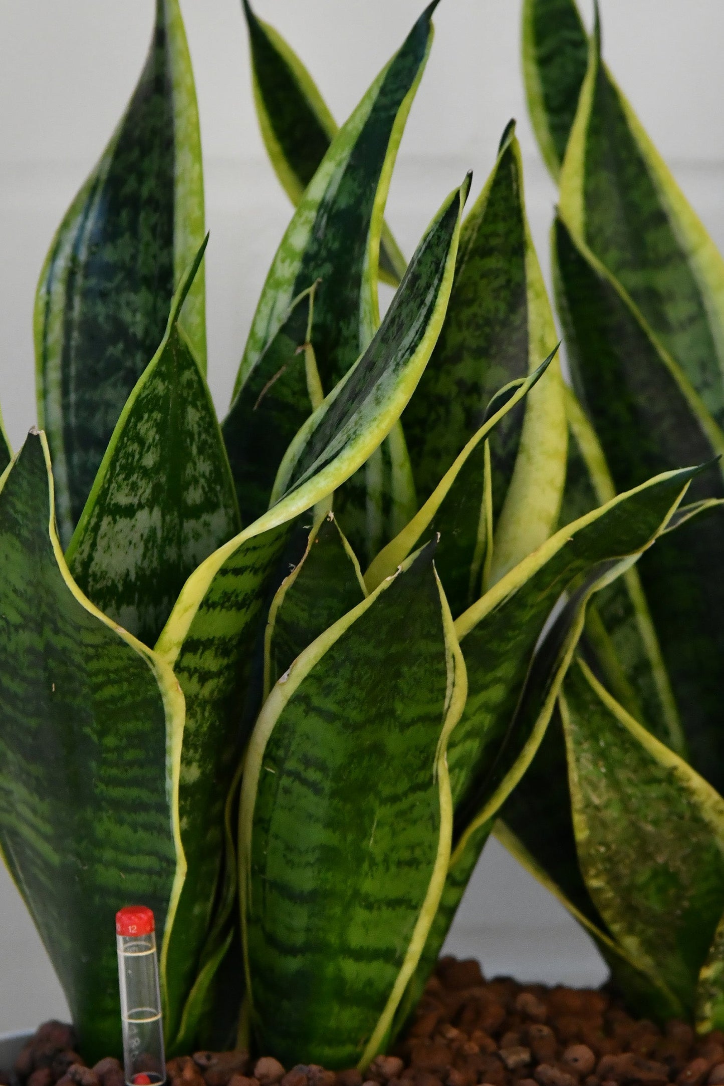 HYDRO SET XL BÜROPFLANZE Sansevieria mit Vase in Betonoptik, 120-130cm