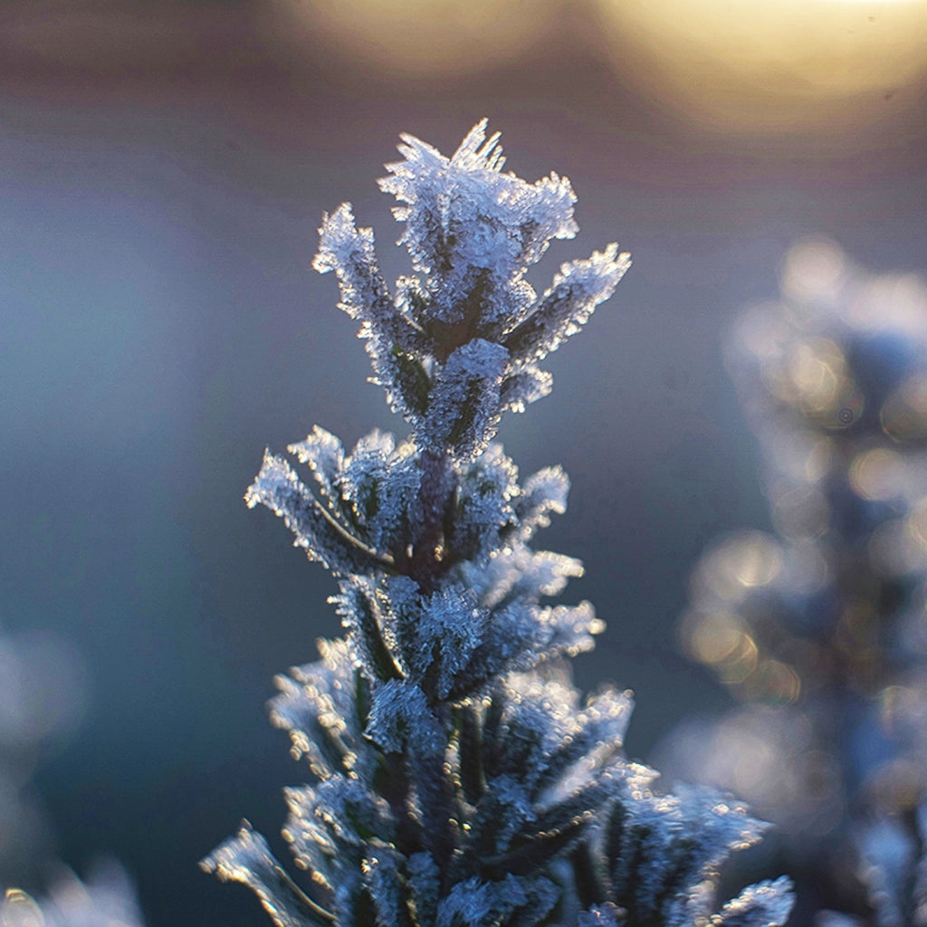 Lavendel Gartenpflanze mit Frost Eiskristallen auf der Blüte