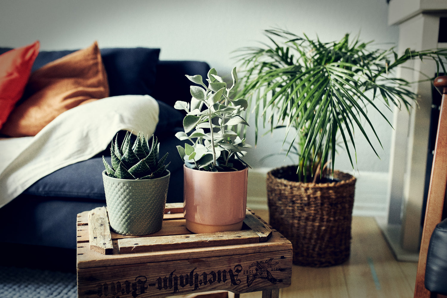 Passende Übertöpfe zur Pflanze im Wohnzimmer eingerichtet