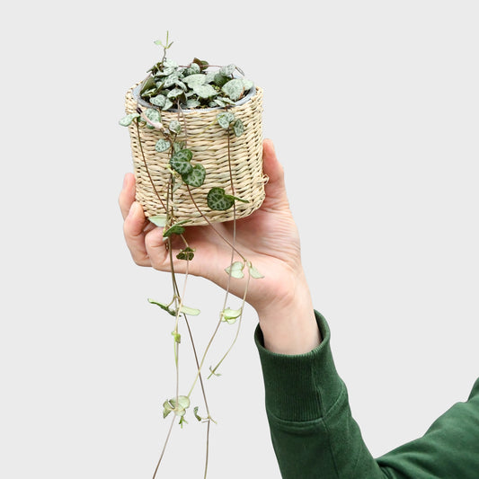 Babypflanze Leuchterblume