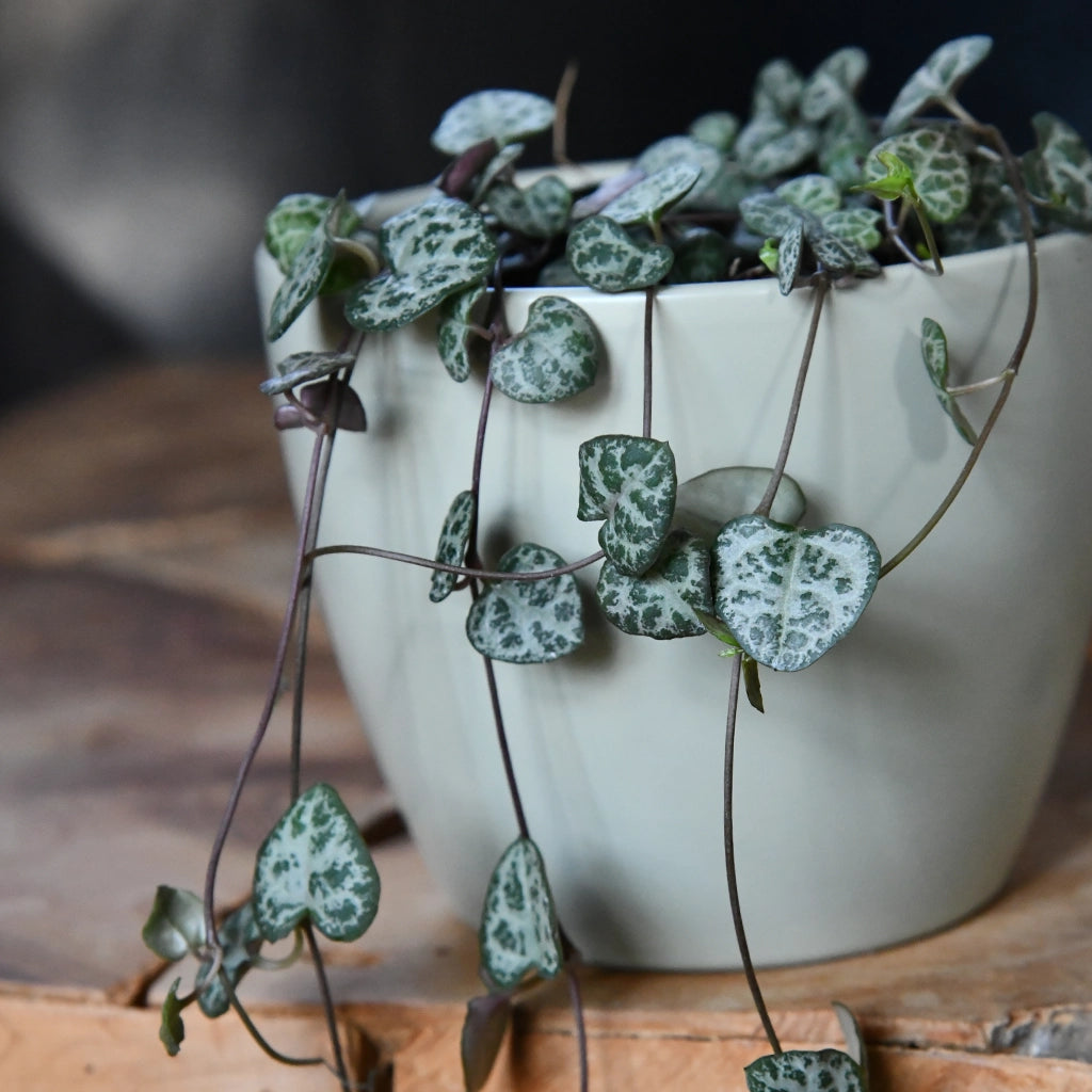 Babypflanze Leuchterblume