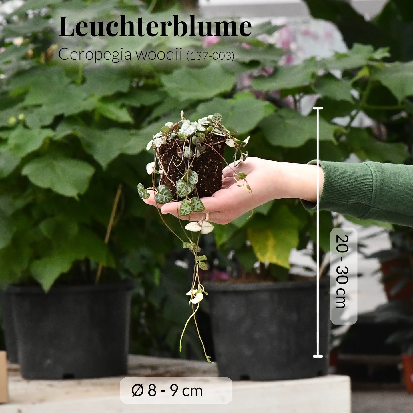 Babypflanze Leuchterblume