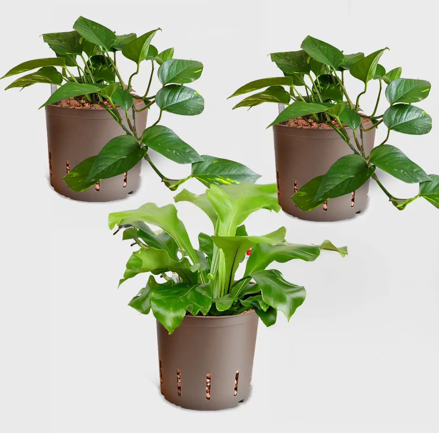 unterschied philodendron efeutute Büropflanzen Set Farn-Efeutute – Green Me Up
