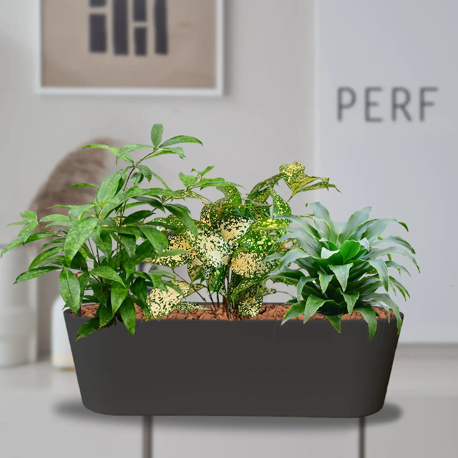 BÜROPFLANZEN SET mit Drachenbaum Mix – Green Me Up